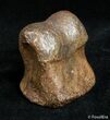 Well Preserved Theropod Toe Bone - Hell Creek #2993-2
